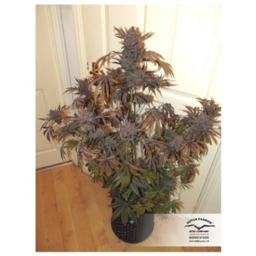Auto Blackberry Kush