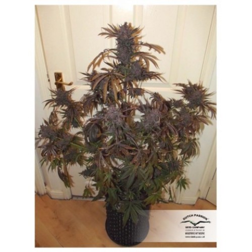Auto Blackberry Kush