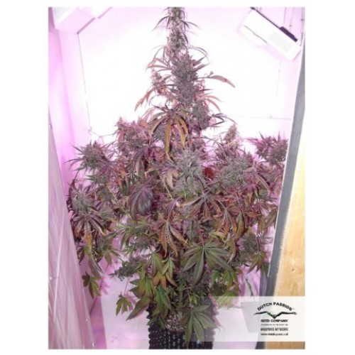 Auto Blackberry Kush