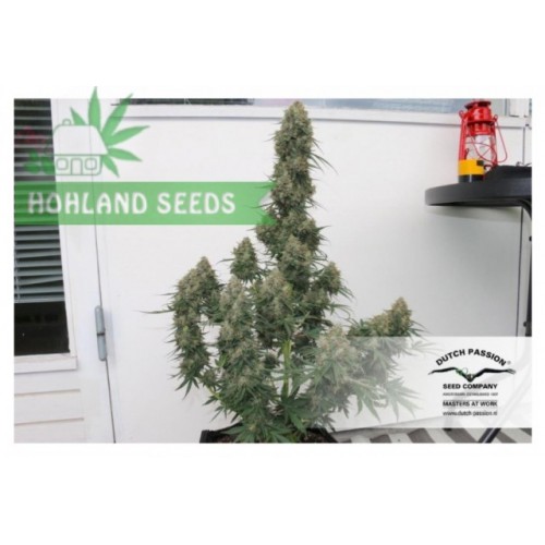 Auto Blueberry