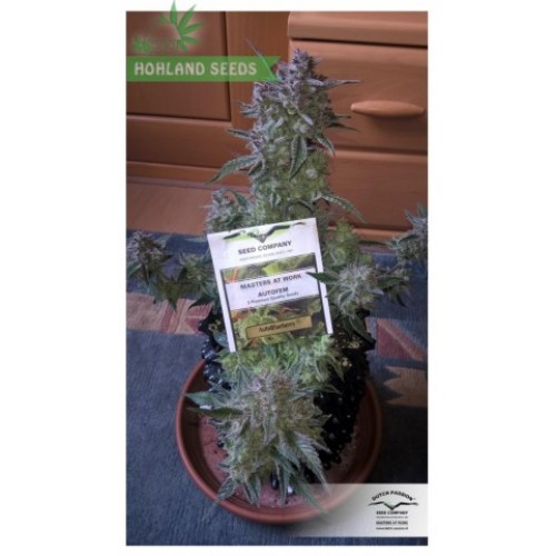 Auto Blueberry