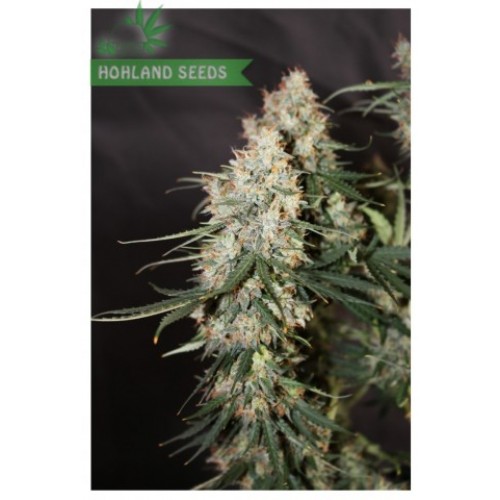 Auto Blueberry