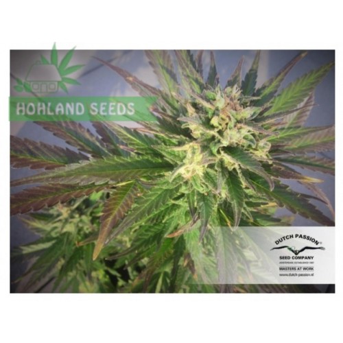 Auto Blueberry
