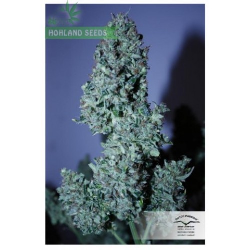 Auto Blueberry