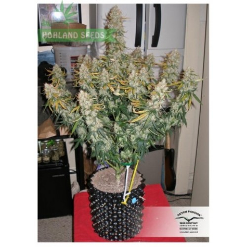 Auto Blueberry