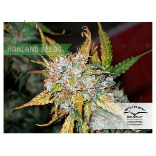 Auto Blueberry