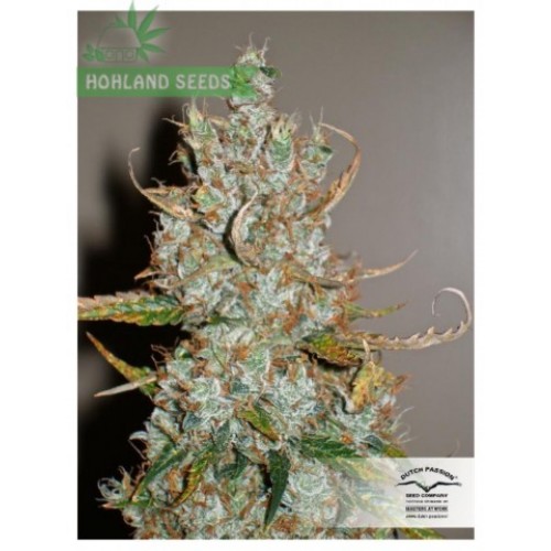Auto Blueberry