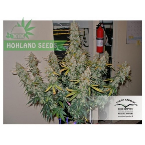 Auto Blueberry