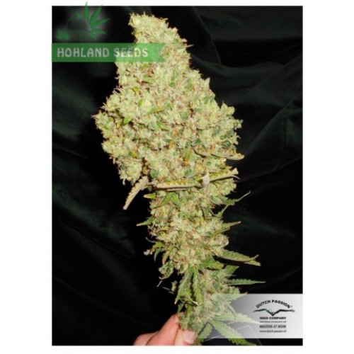 Auto Blueberry