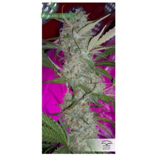 Auto Blueberry