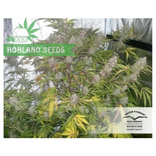 Auto Blueberry