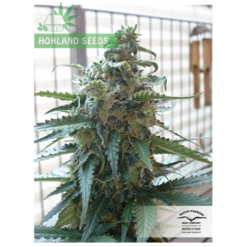 Auto Blueberry