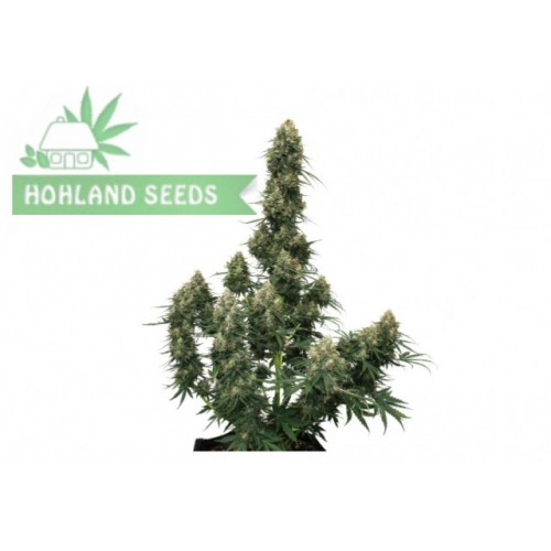 Auto Blueberry