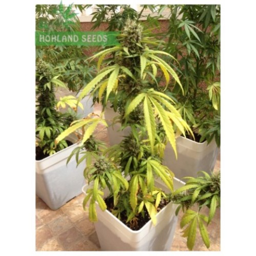Auto Blueberry