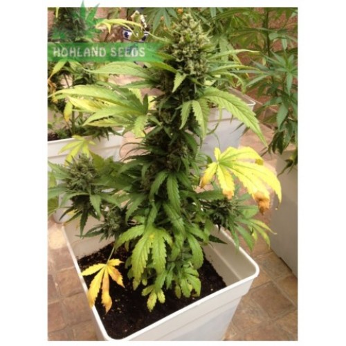Auto Blueberry