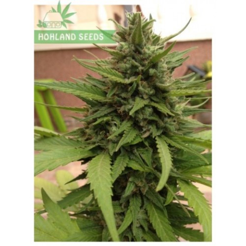 Auto Blueberry