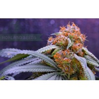 Grand Daddy Purple Feminized