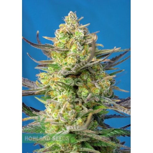 Sweet Cheese XL Auto