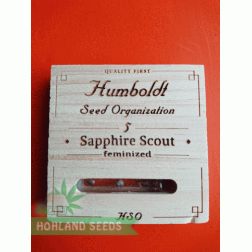 Sapphire Scoute Sapphire Scoute