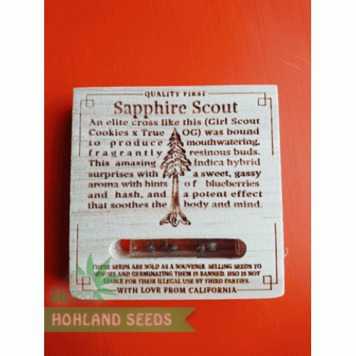 Sapphire Scoute Sapphire Scoute