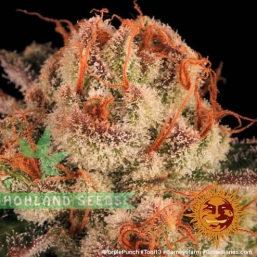 Purple Punch