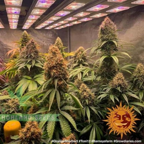 Orange Sherbert Orange Sherbert