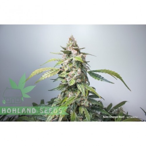 Auto Orange Bud Auto Orange Bud