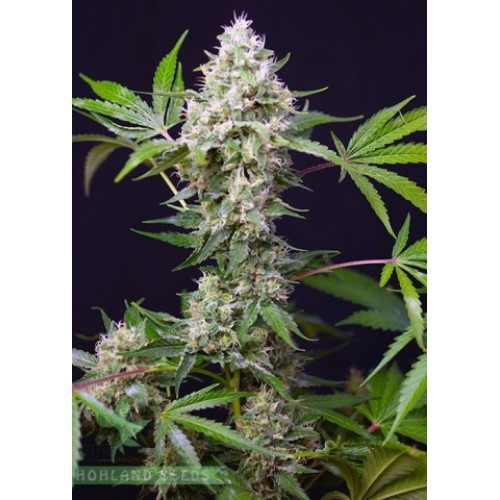 Sweet Amnesia Haze XL Auto