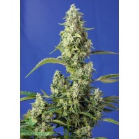 Gorilla Girl XL Auto Gorilla Girl XL Auto