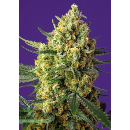 Crystal Candy XL Auto