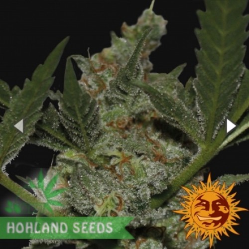 Acapulco Gold