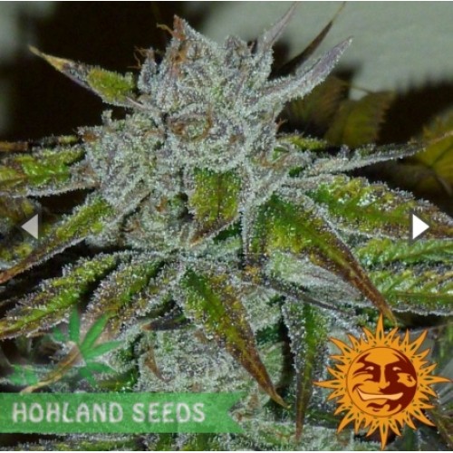 Acapulco Gold