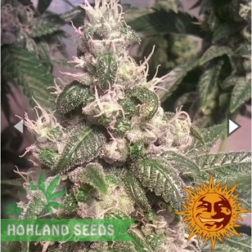 Acapulco Gold
