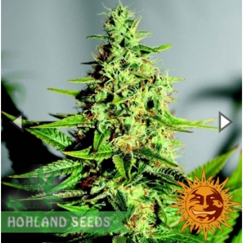 Acapulco Gold