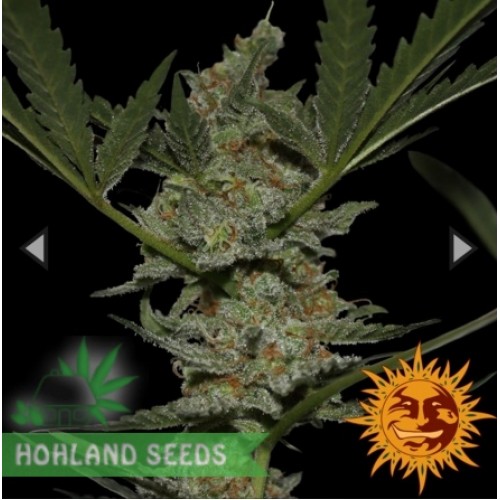 Acapulco Gold