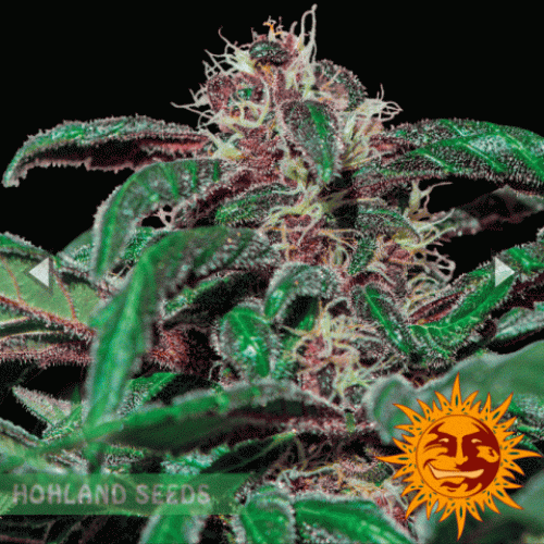 Ayahuasca Purple
