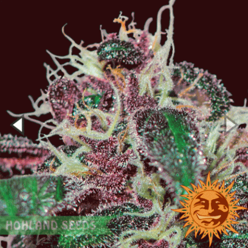 Ayahuasca Purple