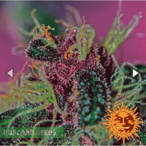 Ayahuasca Purple