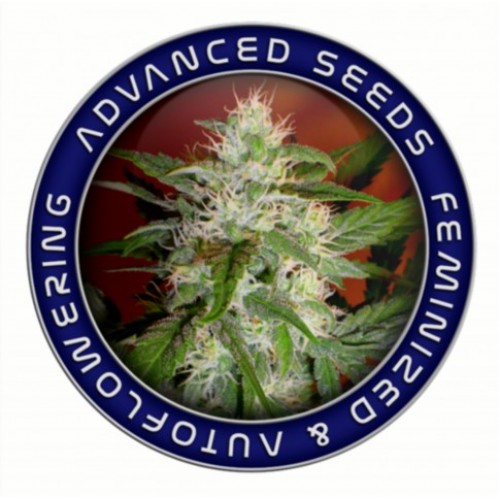 Auto Critical Mass