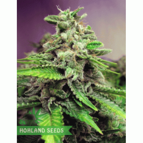 Afghan Skunk