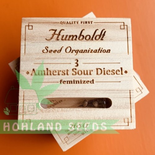 Amherst Sour Diesel