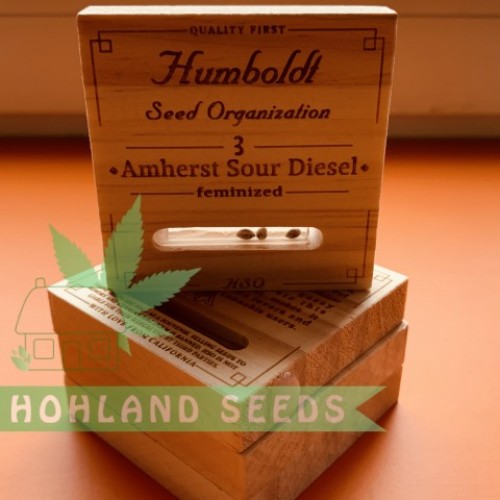 Amherst Sour Diesel