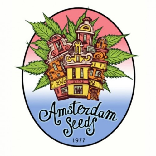 амстердам семена марихуаны