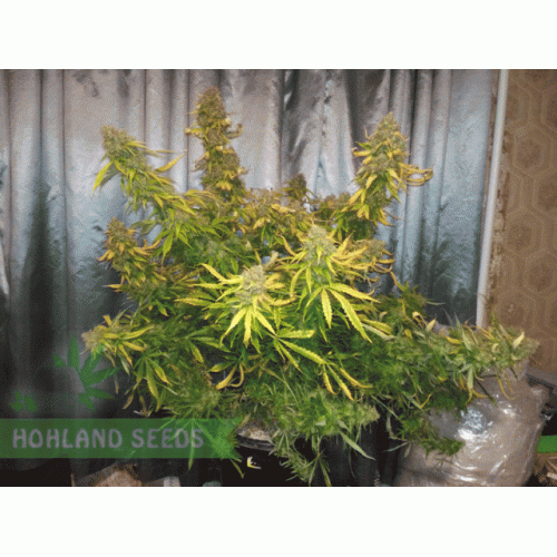 Blueberry Chees Auto