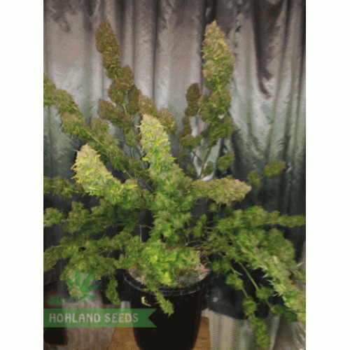 Blueberry Chees Auto