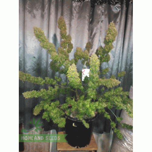 Blueberry Chees Auto