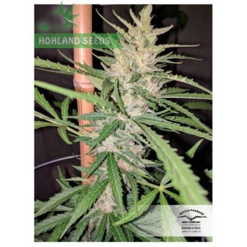 Auto Cinderella Jack Auto Cinderella Jack