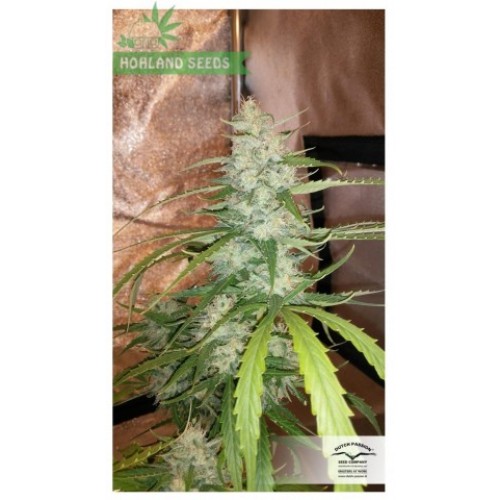 Auto Cinderella Jack Auto Cinderella Jack