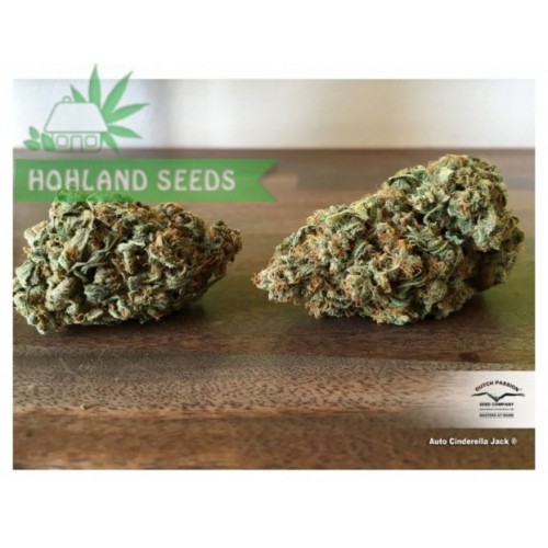 Auto Cinderella Jack Auto Cinderella Jack