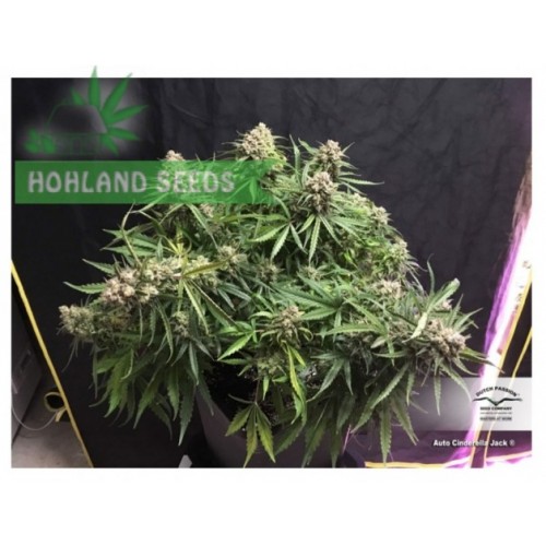 Auto Cinderella Jack Auto Cinderella Jack